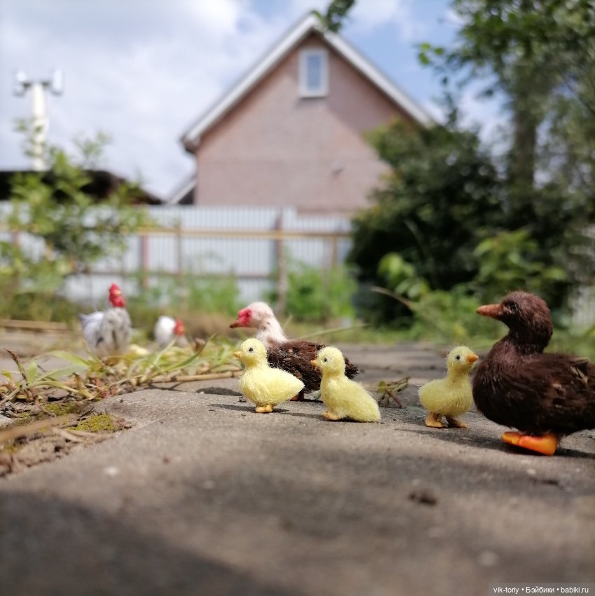 Птичий переполох Часть третья Утки (фото 3)