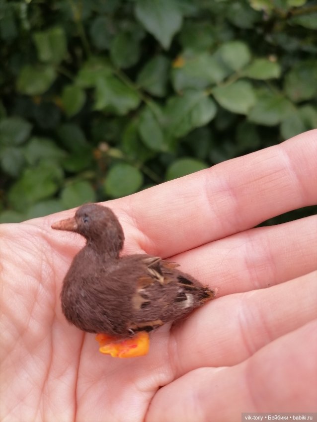 Птичий переполох Часть третья Утки (фото 7)