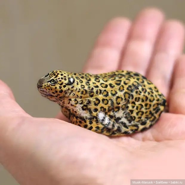 Аки Наката — художница, которая оживляет камни (фото 3)