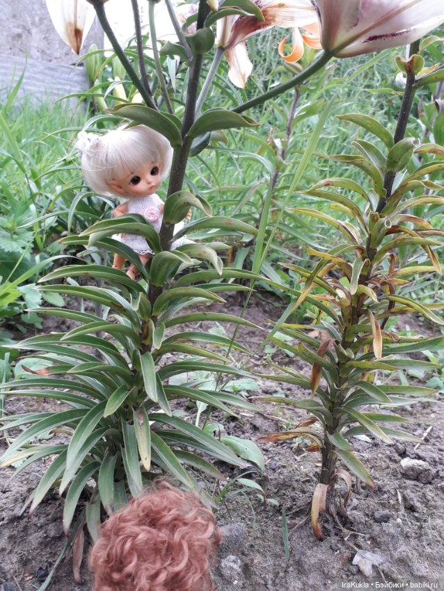 Дюймовочка — Фотоистории с куклами BJD (БЖД): сериалы