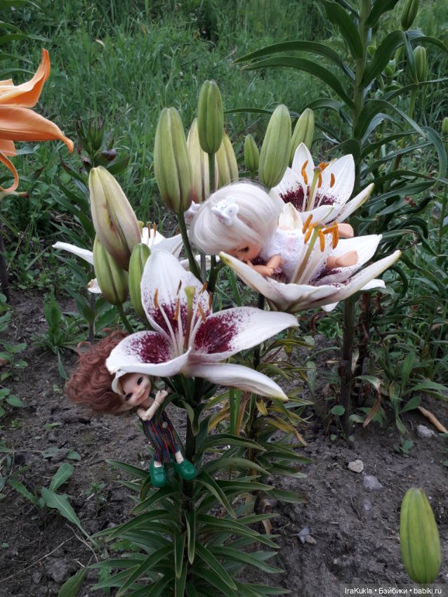 Дюймовочка — Фотоистории с куклами BJD (БЖД): сериалы