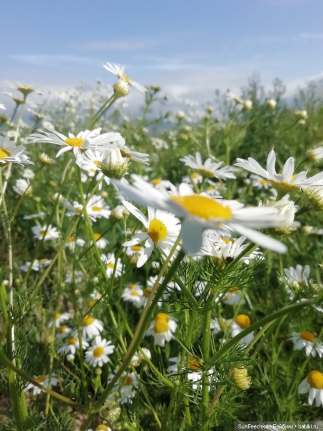 Кака на раскопках — Куклы с Алиэкспресс (Aliexpress): Китайские шарнирные (фото 6)