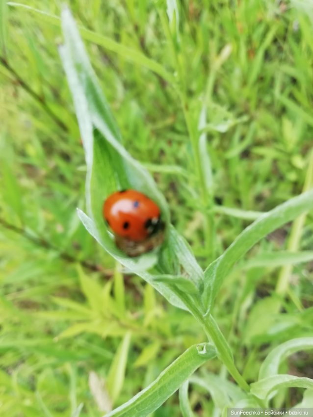 Какин грибной улов — Куклы с Алиэкспресс (Aliexpress): Китайские шарнирные (фото 4)