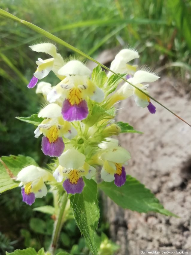 Кака на раскопках — Куклы с Алиэкспресс (Aliexpress): Китайские шарнирные (фото 3)