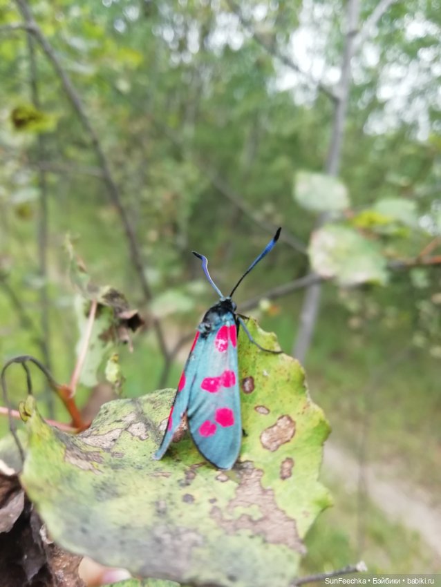 Какин грибной улов — Куклы с Алиэкспресс (Aliexpress): Китайские шарнирные