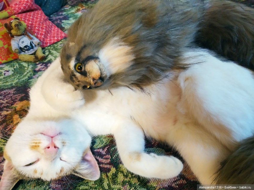 Люся спит🤫 — Авторские работы в частных коллекциях: домашние фото кукол и игрушек