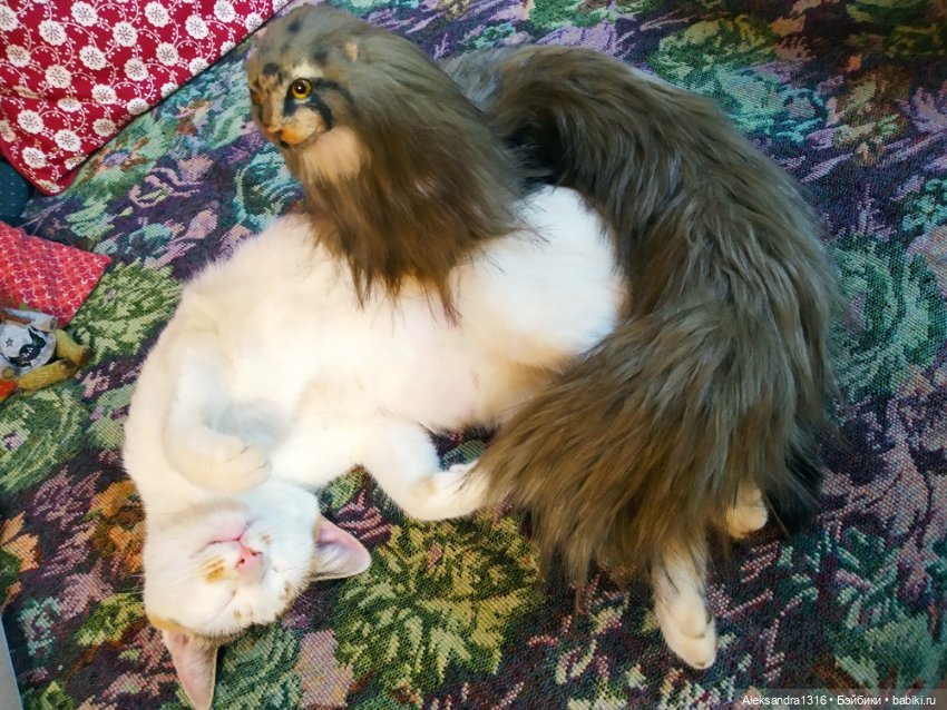 Люся спит🤫 — Авторские работы в частных коллекциях: домашние фото кукол и игрушек (фото 5)