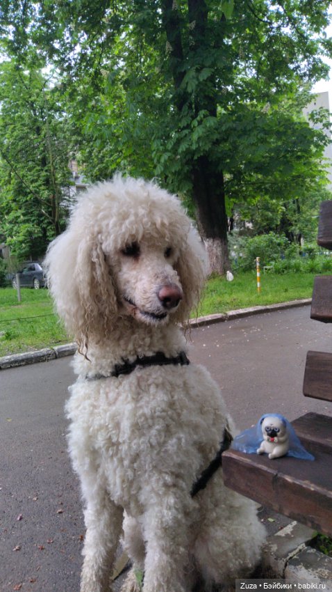 Хвостатая команда — Авторские мишки Тедди и друзья: фото