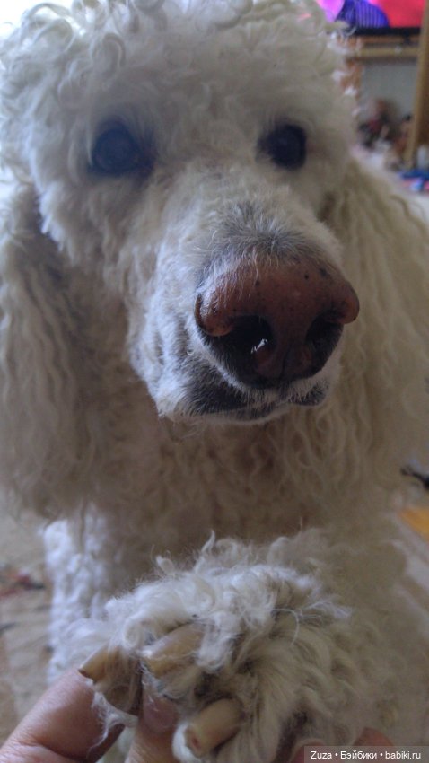 Хвостатая команда — Авторские мишки Тедди и друзья: фото