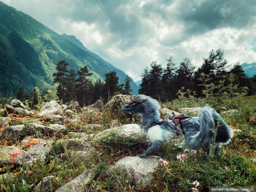 Он дракон — Домашние фото авторских игрушек: Тедди (фото 9)