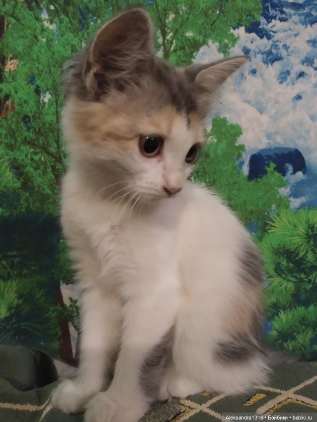 На закате и в сумерках...или помогите определиться с именем малой🐱