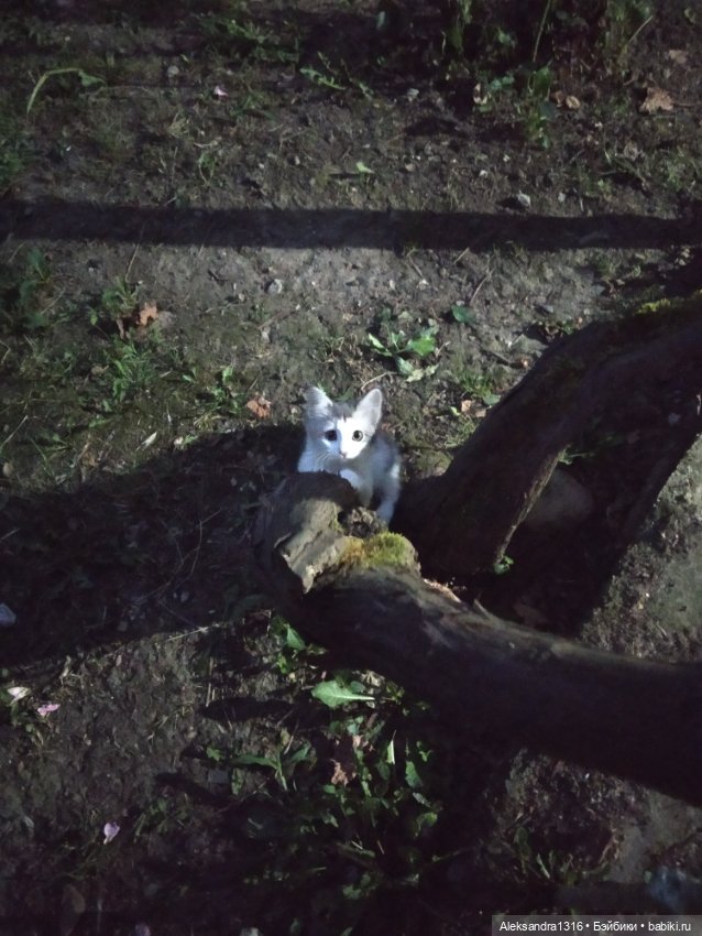 На закате и в сумерках...или помогите определиться с именем малой🐱
