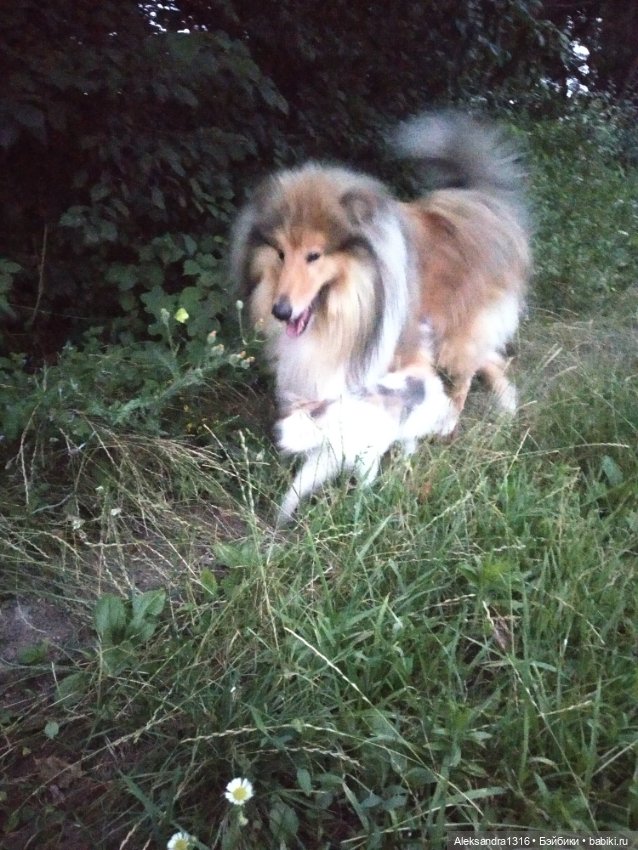 На закате и в сумерках...или помогите определиться с именем малой🐱