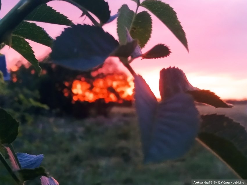 На закате и в сумерках...или помогите определиться с именем малой🐱