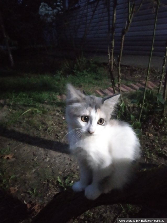 На закате и в сумерках...или помогите определиться с именем малой🐱