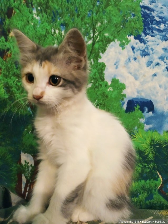 На закате и в сумерках...или помогите определиться с именем малой🐱