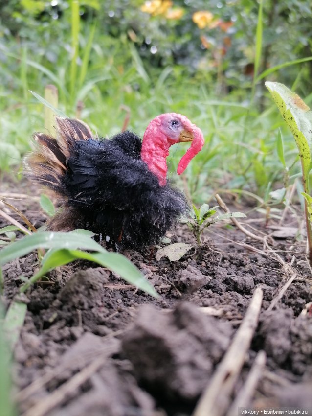 Птичий переполох Часть четвёртая Индюки (фото 4)