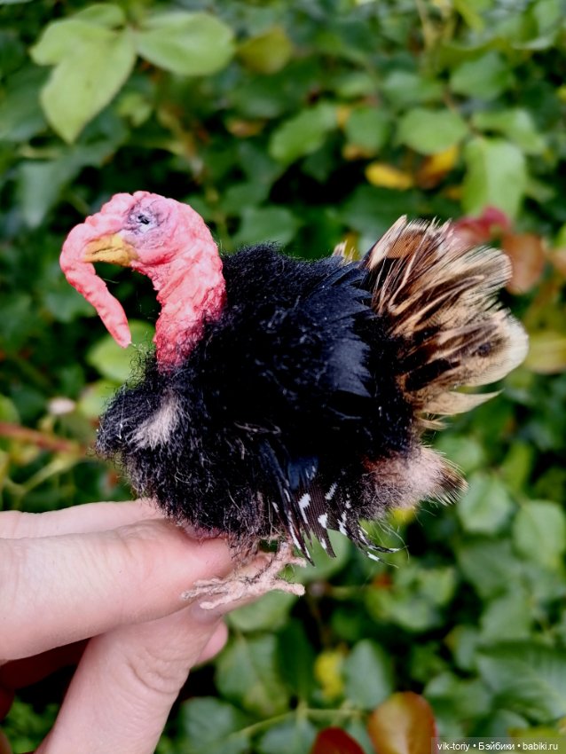 Птичий переполох Часть четвёртая Индюки