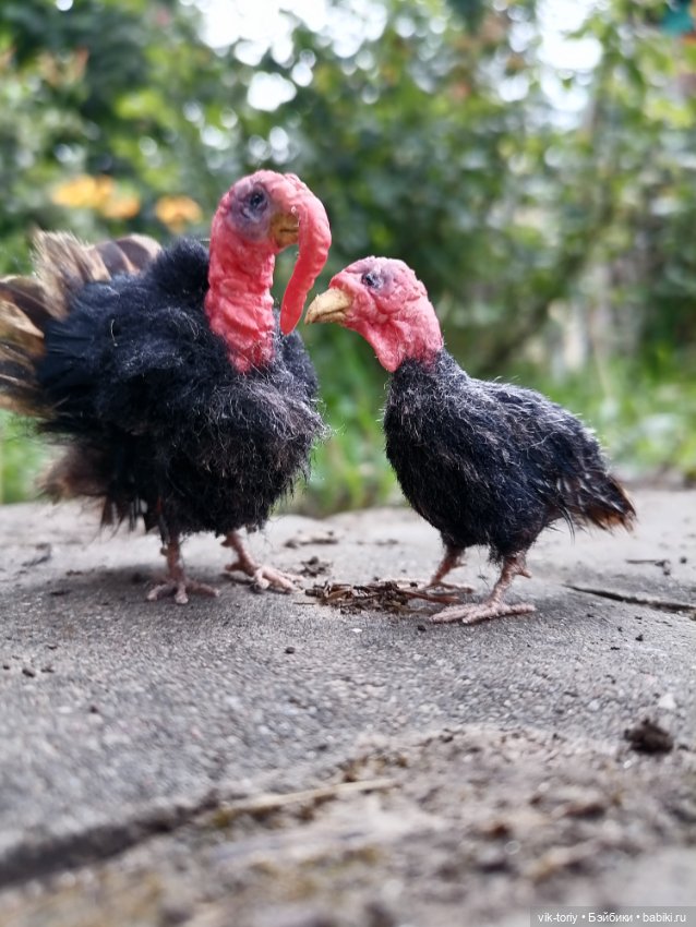 Птичий переполох Часть четвёртая Индюки