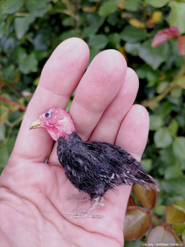 Птичий переполох Часть четвёртая Индюки