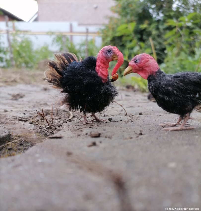 Птичий переполох Часть четвёртая Индюки