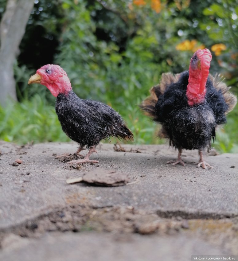 Птичий переполох Часть четвёртая Индюки