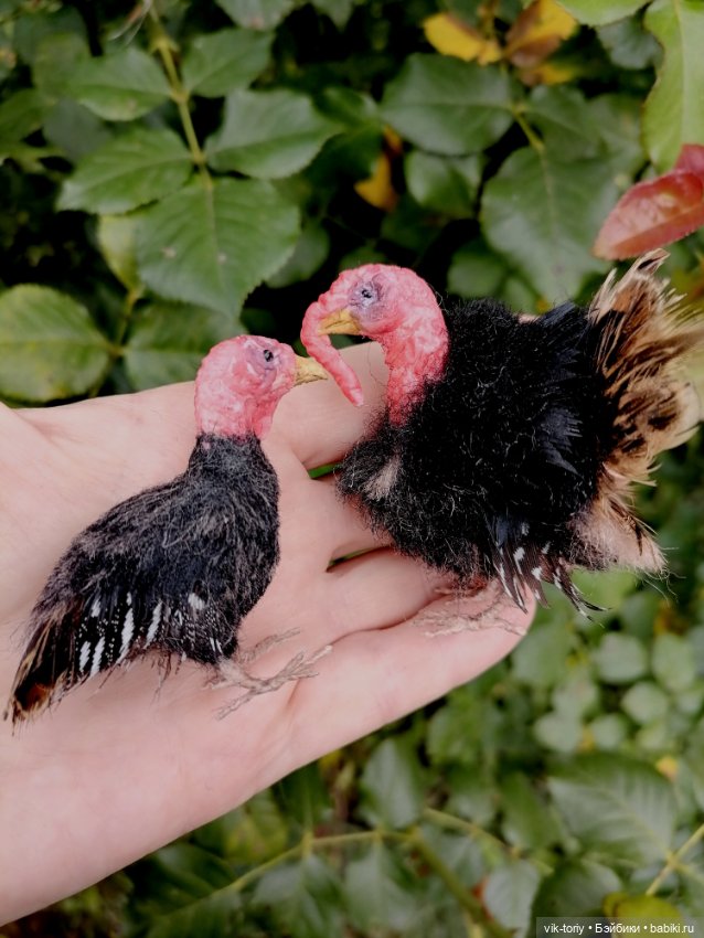 Птичий переполох Часть четвёртая Индюки