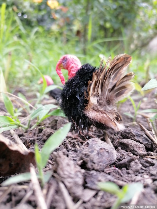 Птичий переполох Часть четвёртая Индюки (фото 9)