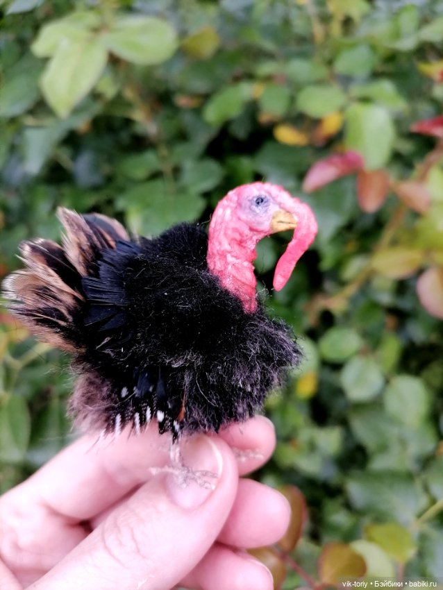 Птичий переполох Часть четвёртая Индюки