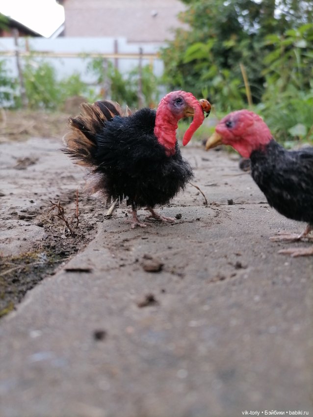 Птичий переполох Часть четвёртая Индюки