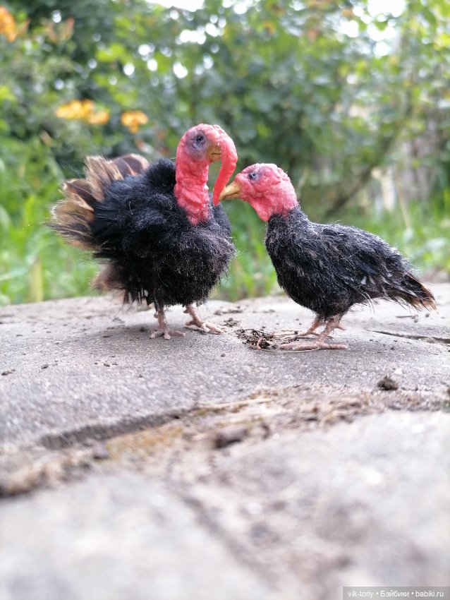 Птичий переполох Часть четвёртая Индюки (фото 2)