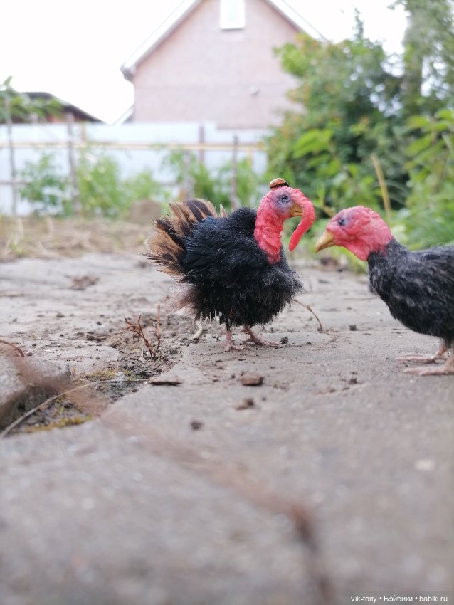 Птичий переполох Часть четвёртая Индюки (фото 10)