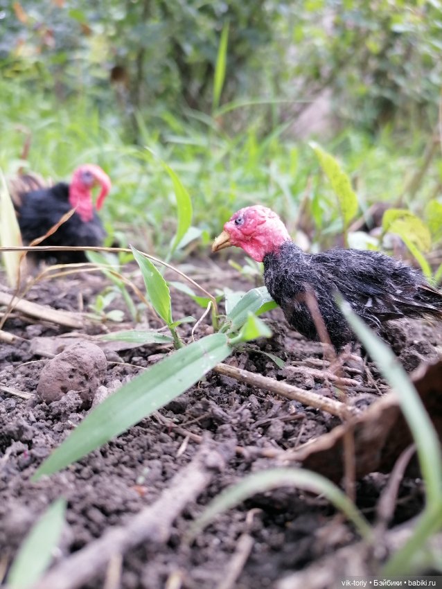 Птичий переполох Часть четвёртая Индюки (фото 7)