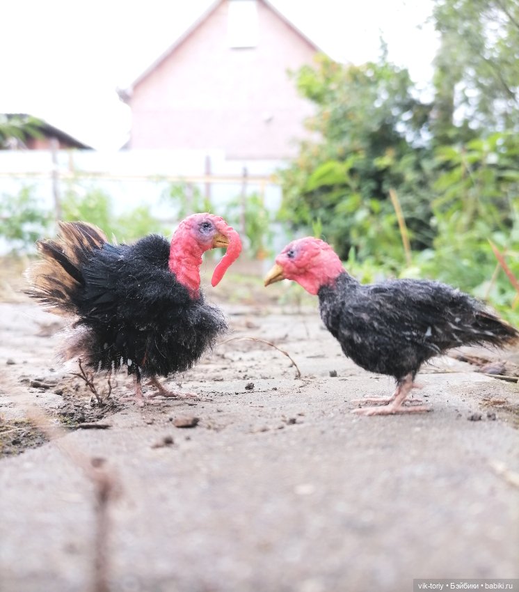 Птичий переполох Часть четвёртая Индюки