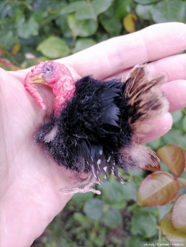 Птичий переполох Часть четвёртая Индюки