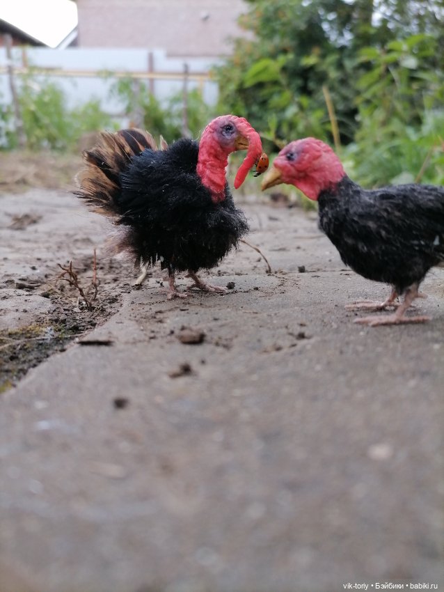 Птичий переполох Часть четвёртая Индюки