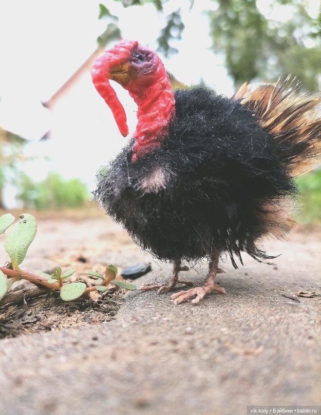 Птичий переполох Часть четвёртая Индюки