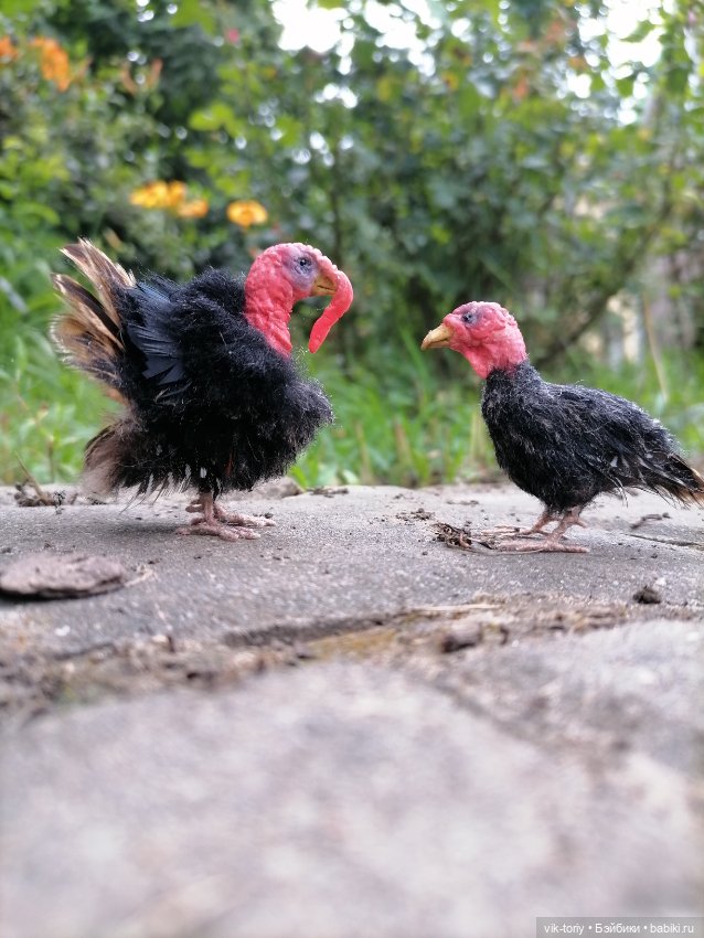 Птичий переполох Часть четвёртая Индюки (фото 3)