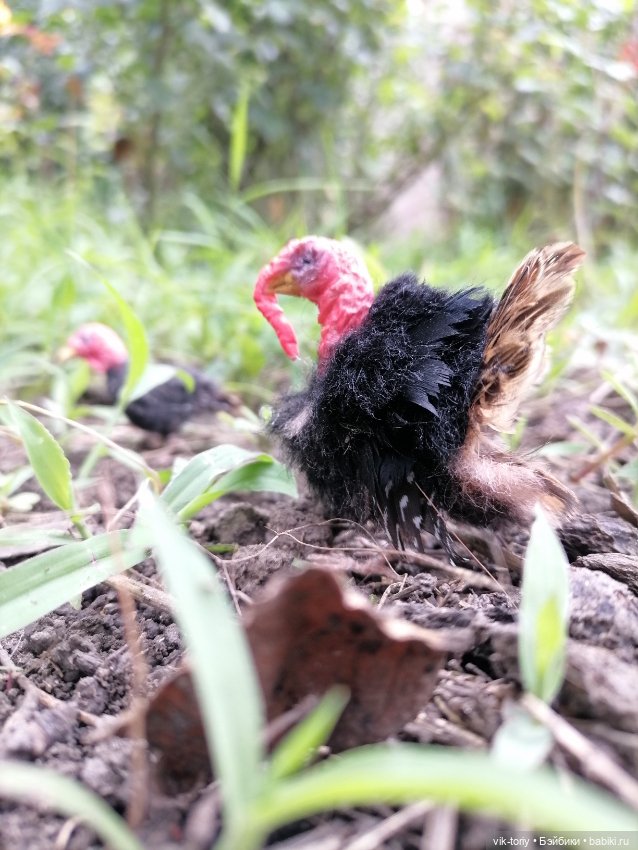 Птичий переполох Часть четвёртая Индюки (фото 8)