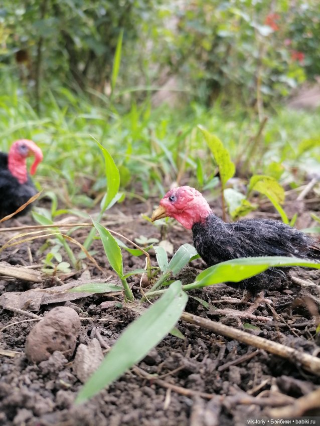 Птичий переполох Часть четвёртая Индюки (фото 6)