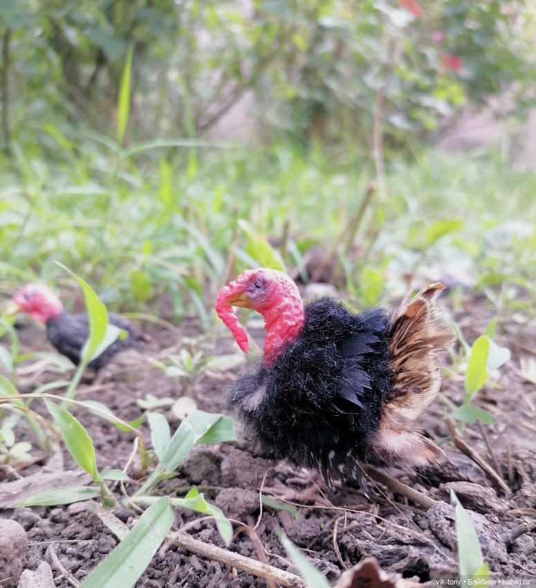 Птичий переполох Часть четвёртая Индюки