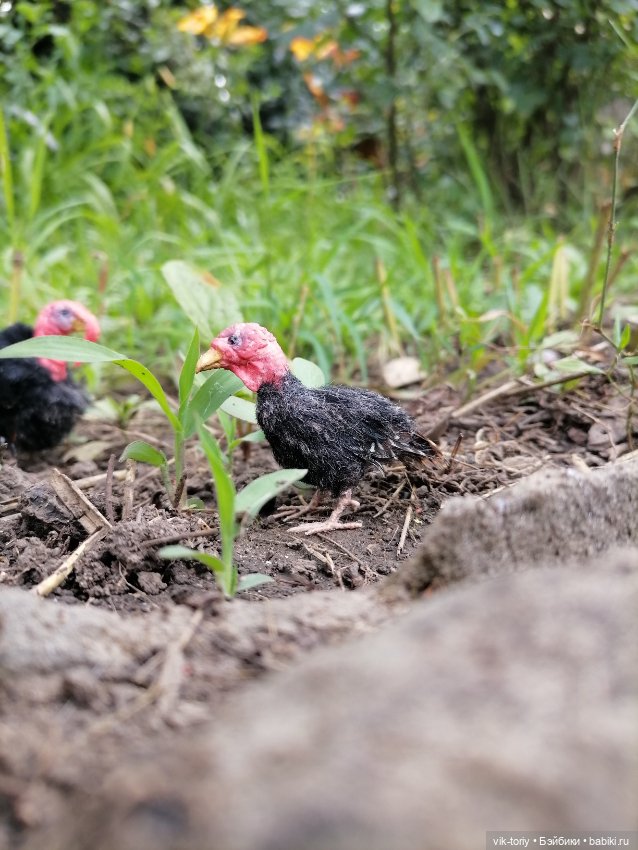 Птичий переполох Часть четвёртая Индюки (фото 5)