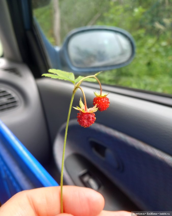 По лесу проходила такая крокодила