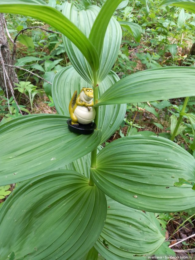 По лесу проходила такая крокодила (фото 9)