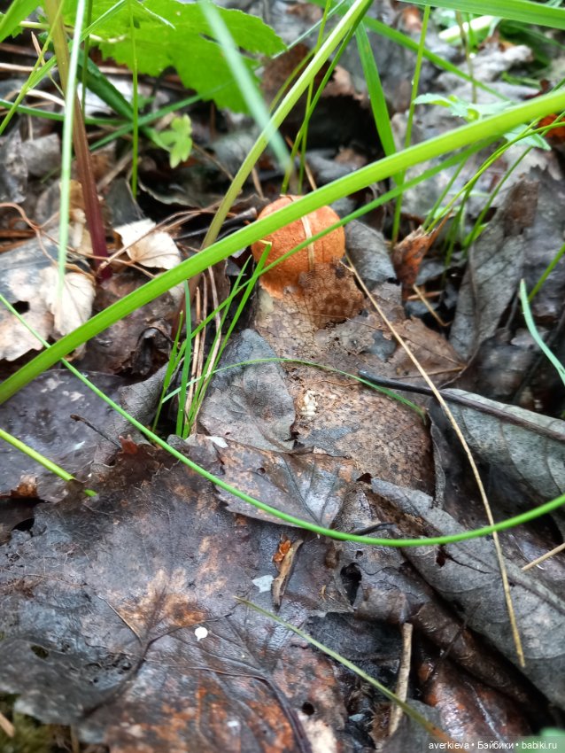 По лесу проходила такая крокодила (фото 10)