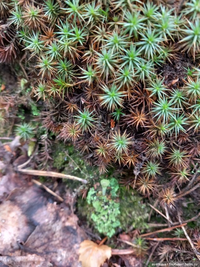 По лесу проходила такая крокодила (фото 7)