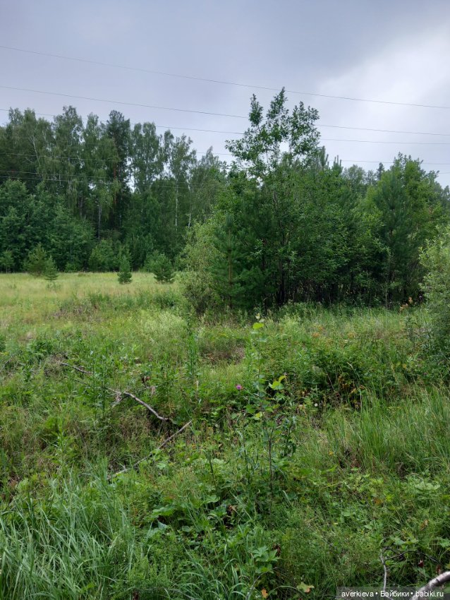 По лесу проходила такая крокодила