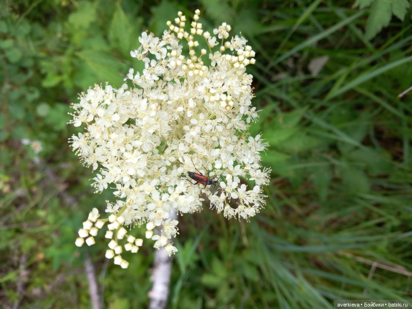 По лесу проходила такая крокодила
