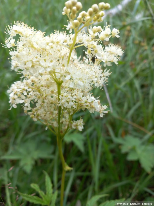 По лесу проходила такая крокодила