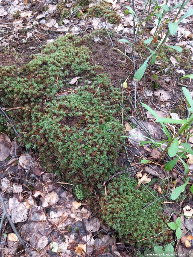 По лесу проходила такая крокодила (фото 6)